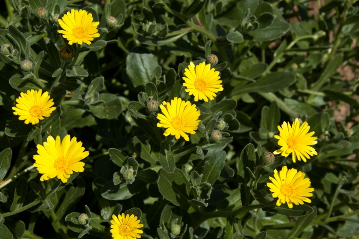 Calendula maritima image