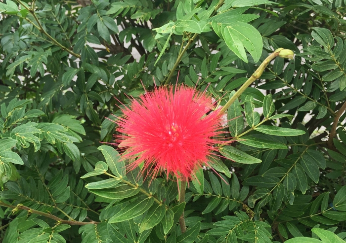 Calliandra haematocephala image