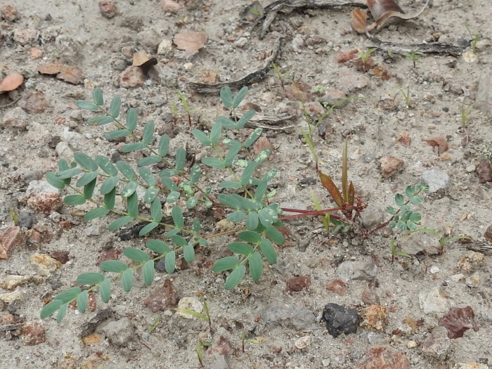 Calliandra humilis image
