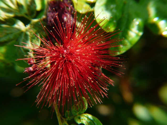 Calliandra tergemina image