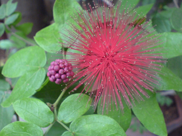 Calliandra tergemina var. emarginata image