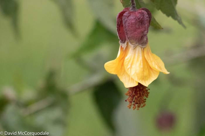 Callianthe megapotamica image