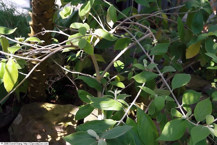 Callicarpa acuminata image