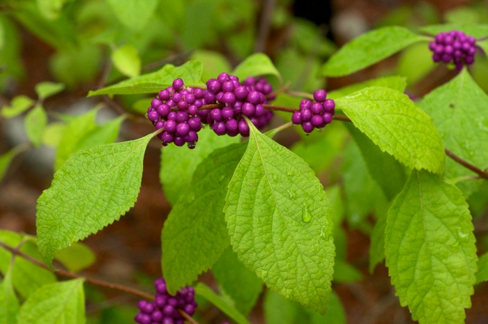 Callicarpa americana image