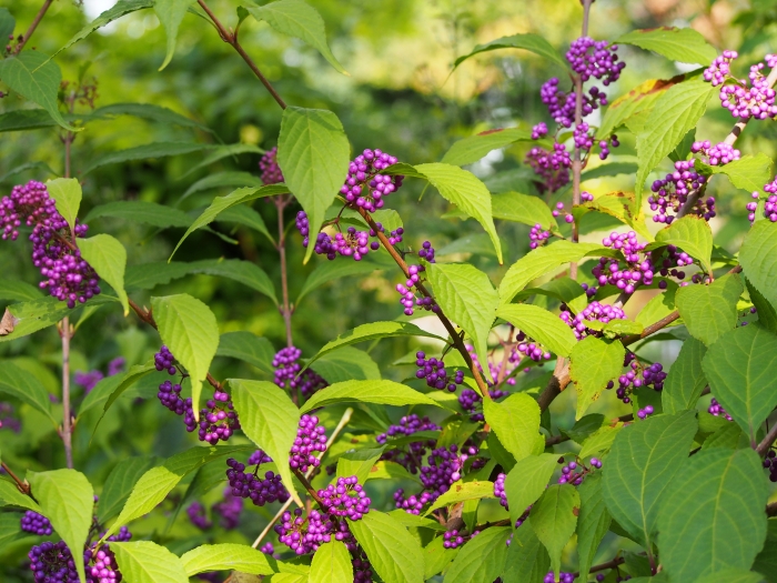 Callicarpa bodinieri image