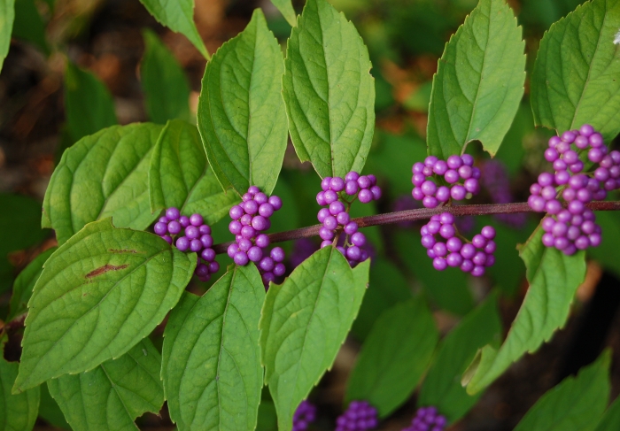 Callicarpa dichotoma image