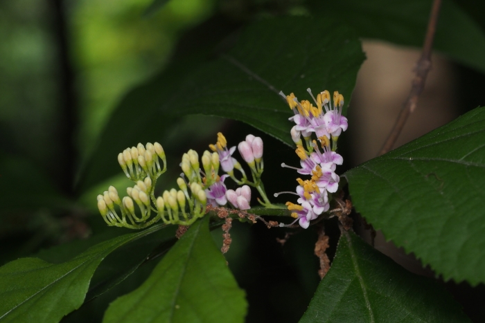Callicarpa mollis image