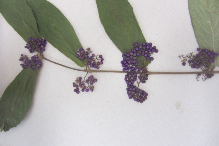 Callicarpa rubella image