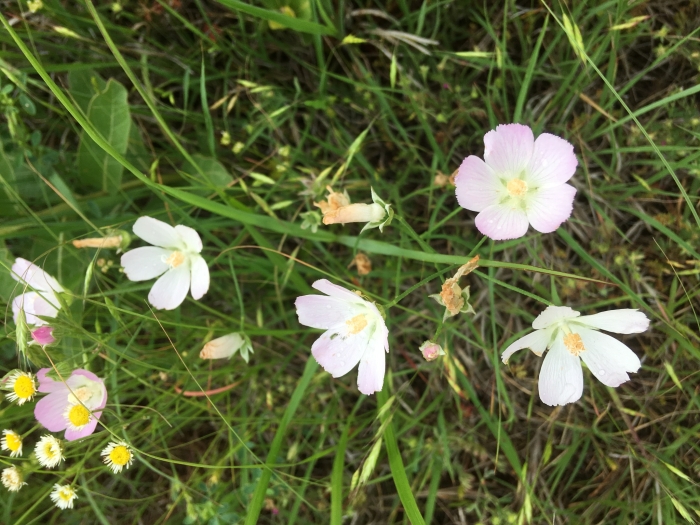 Callirhoe alcaeoides image