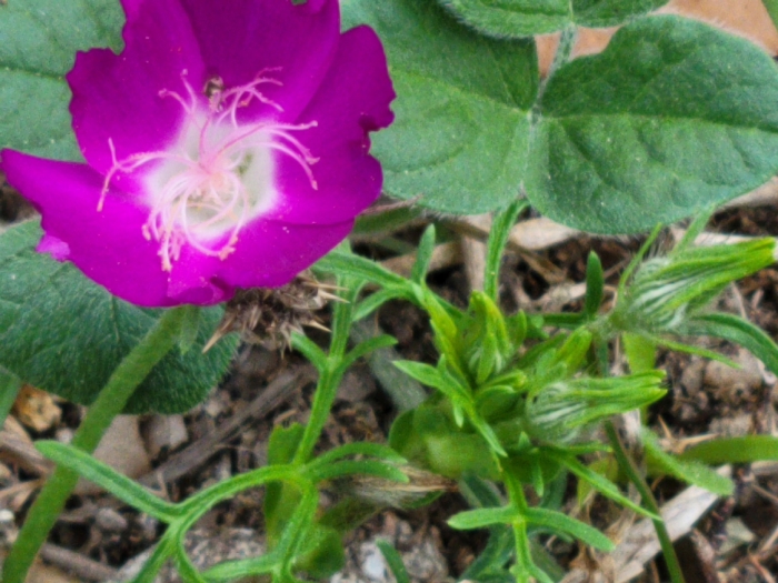 Callirhoe involucrata image