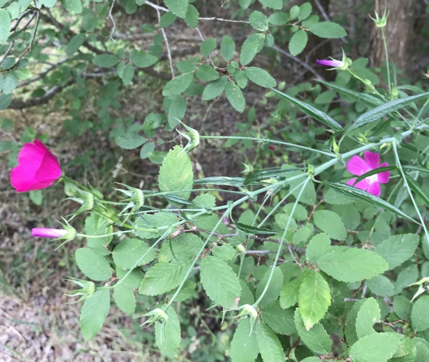 Callirhoe leiocarpa image