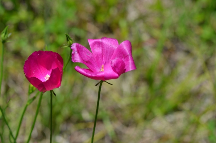 Callirhoe papaver image