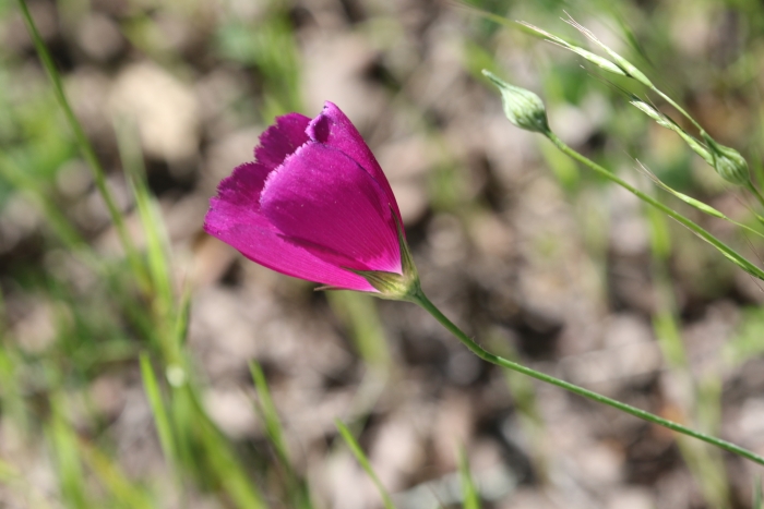 Callirhoe pedata image
