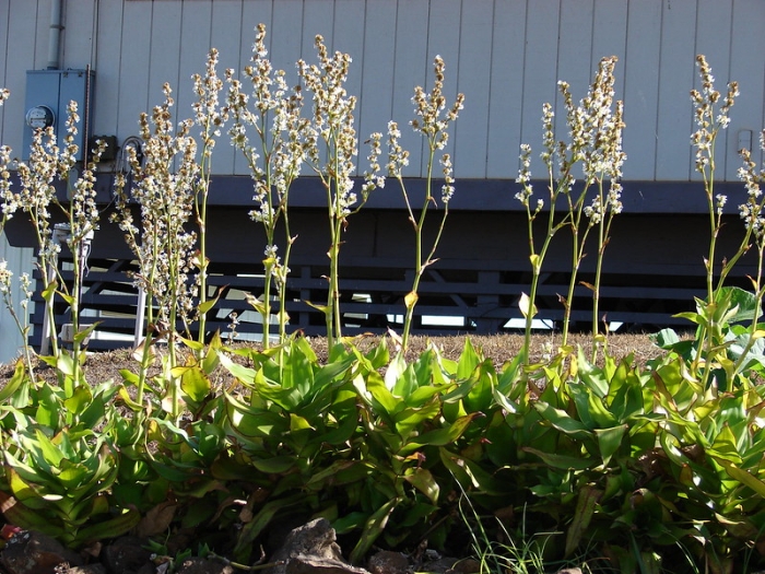Callisia fragrans image