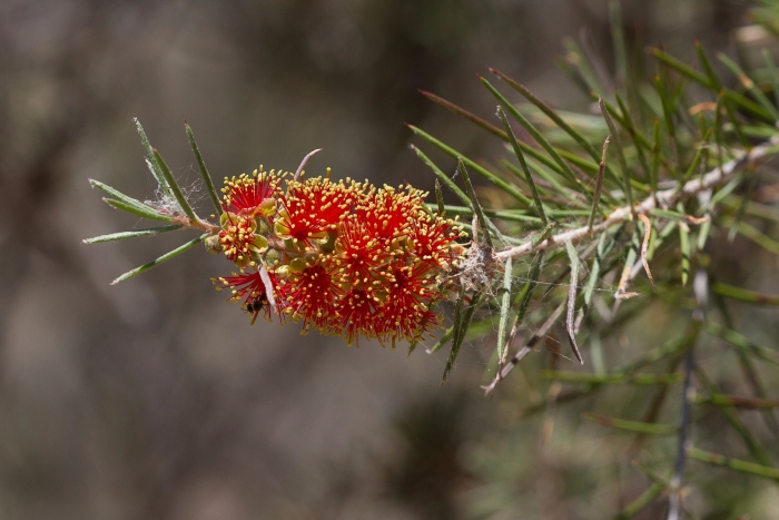 Callistemon brachyandrus image