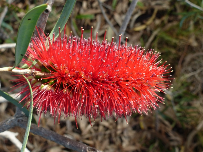 Callistemon phoeniceus image