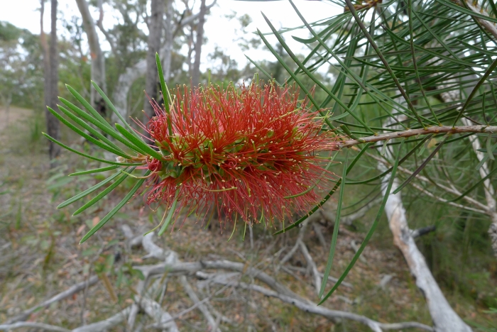 Callistemon pinifolius image