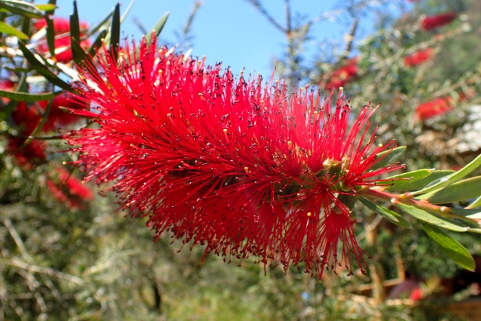 Callistemon rigidus image