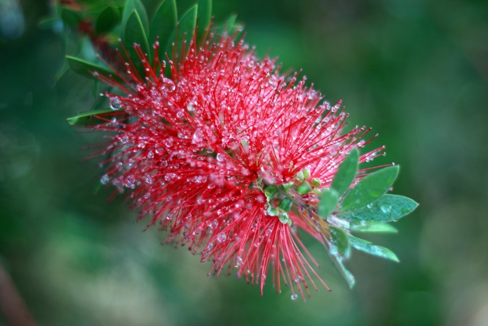 Callistemon viminalis image
