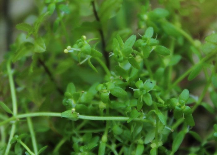 Callitriche cophocarpa image