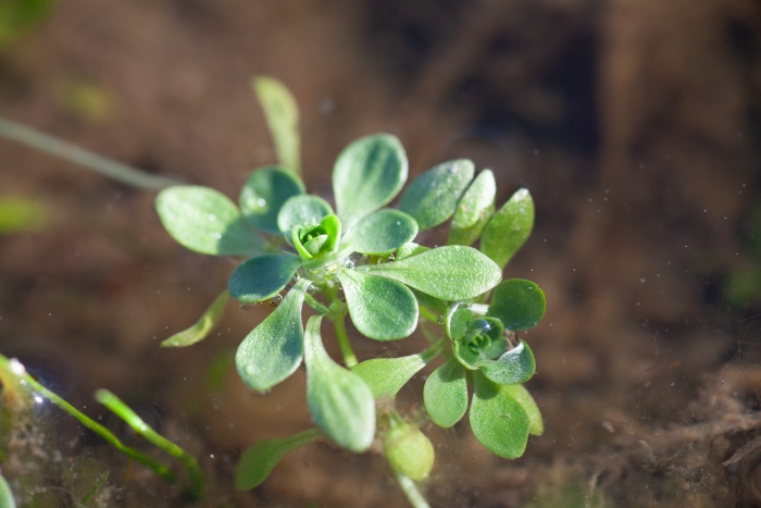 Callitriche heterophylla image