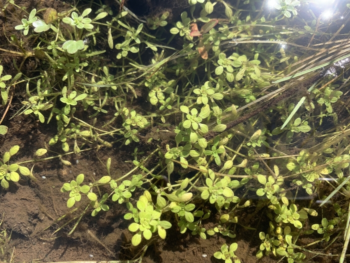 Callitriche palustris image