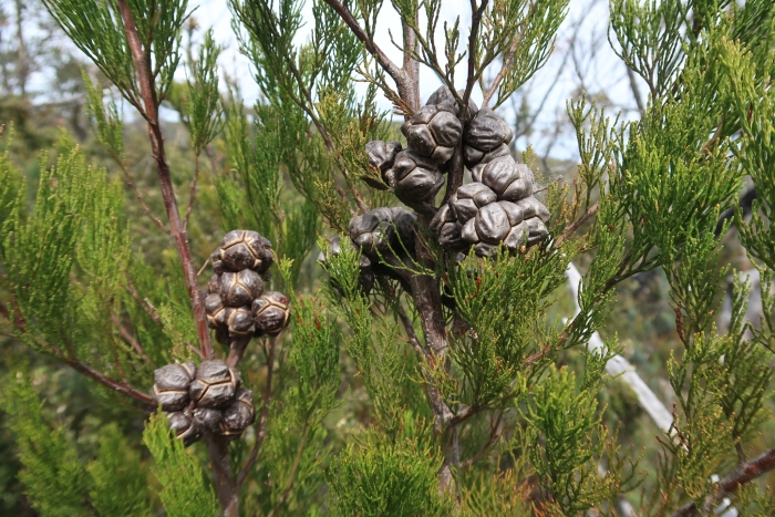 Callitris rhomboidea image