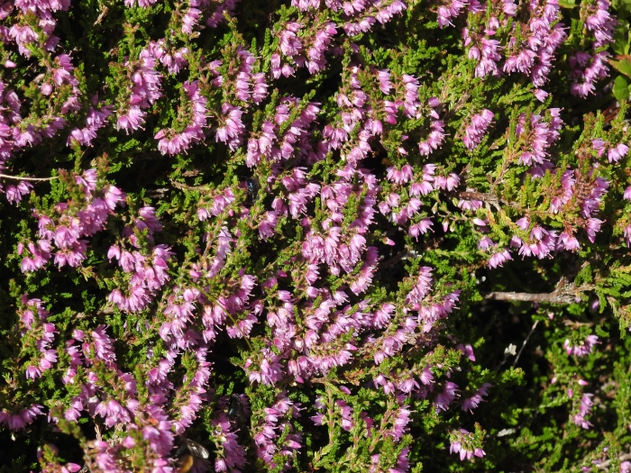 Calluna vulgaris image