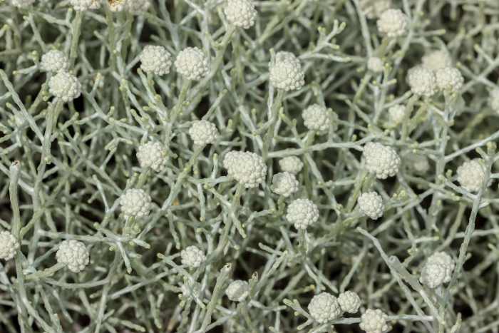 Calocephalus brownii image