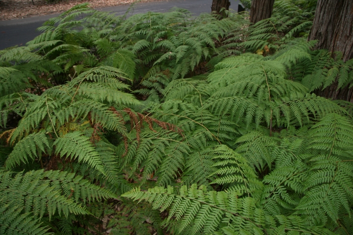 Calochlaena dubia image