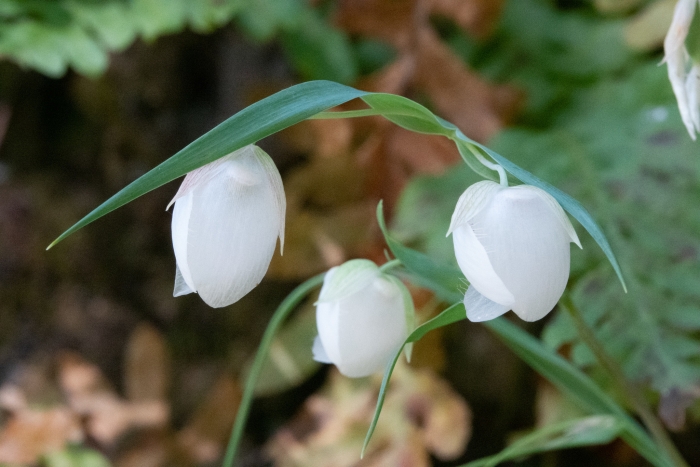 Calochortus albus image