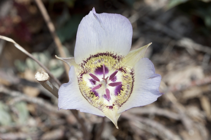 Calochortus ambiguus image
