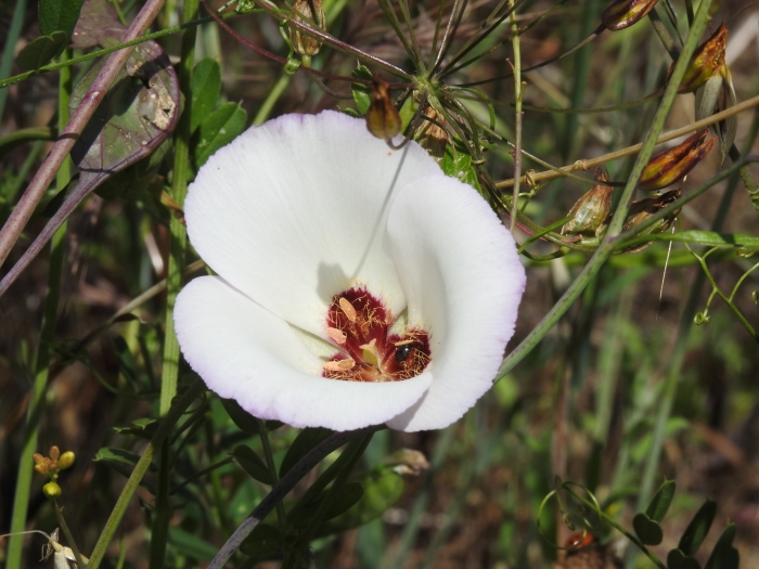Calochortus catalinae image