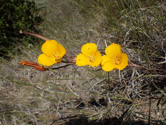Calochortus clavatus image