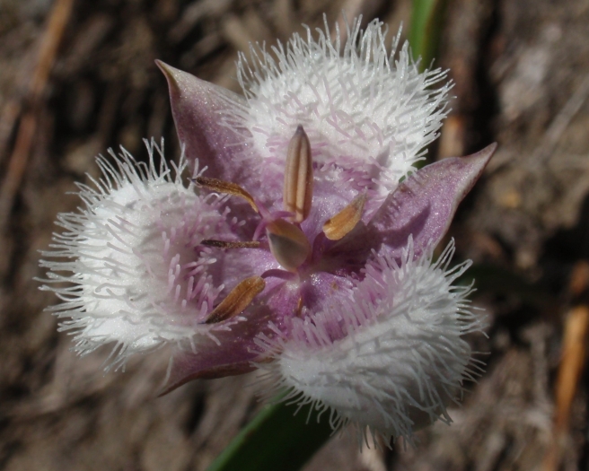 Calochortus coeruleus image