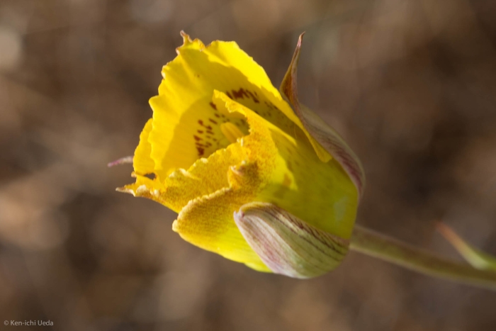 Calochortus luteus image