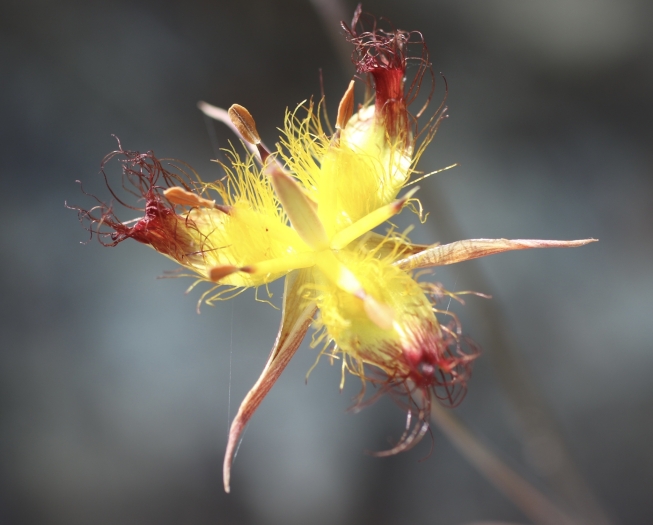 Calochortus obispoensis image