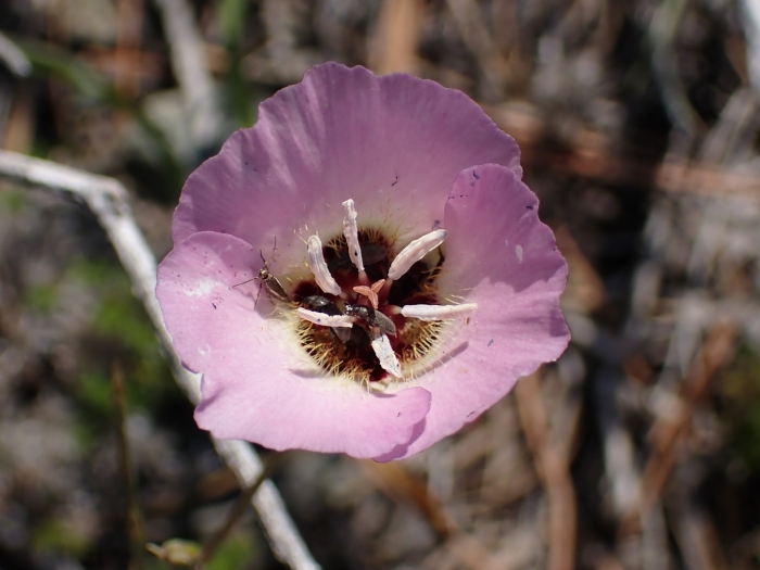 Calochortus palmeri image