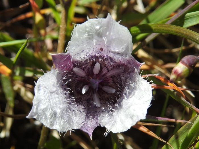 Calochortus tolmiei image