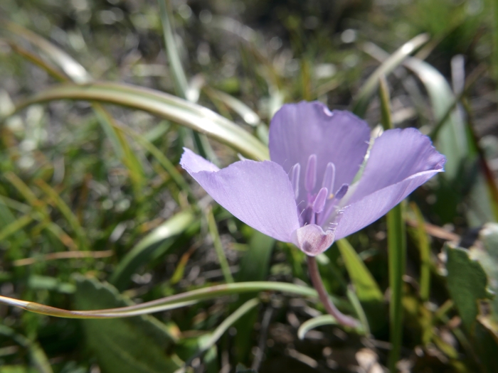 Calochortus uniflorus image