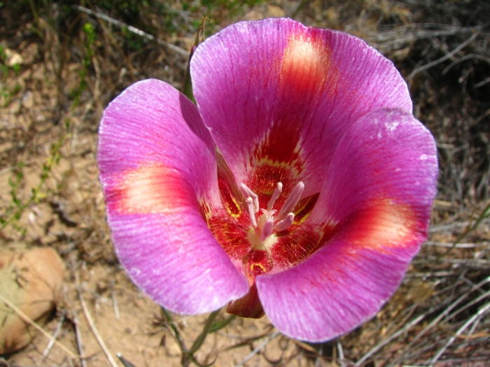 Calochortus venustus image