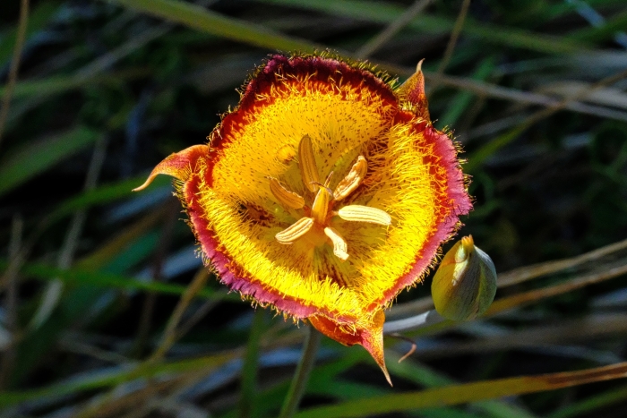 Calochortus weedii image