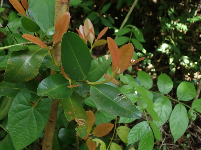 Calophyllum antillanum image