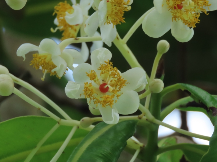 Calophyllum inophyllum image