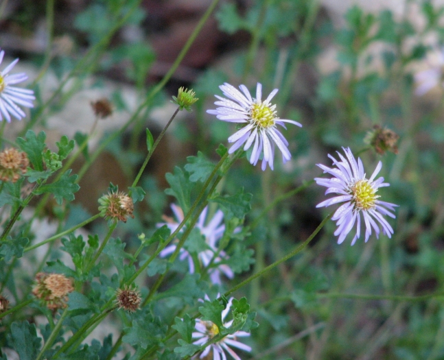 Calotis cuneifolia image