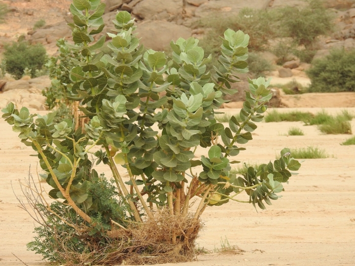 Calotropis gigantea image
