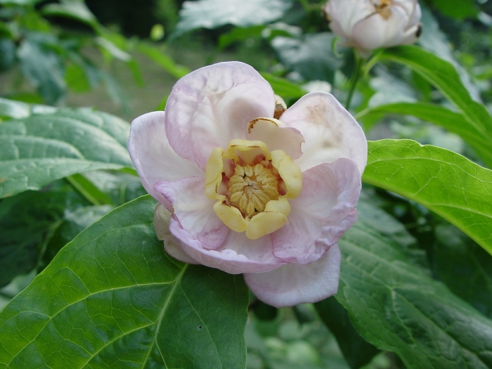 Calycanthus chinensis image
