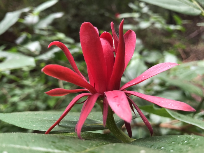 Calycanthus occidentalis image