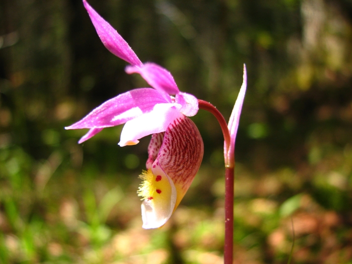 Calypso bulbosa image