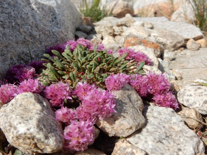 Calyptridium umbellatum image